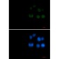 Phospho-Rad17 (Ser656) Rabbit mAb ABZ4574