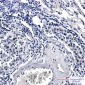 Phospho-Rad17 (Ser656) Rabbit mAb ABZ4574