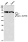 Phospho-Rad17 (Ser656) Rabbit mAb ABZ4574