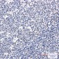 Phospho-Rb (Ser608) Rabbit mAb ABZ4575