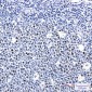Phospho-Rb (Thr252) Rabbit mAb ABZ4577