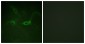 Phospho-FGFR1 (Tyr654) Rabbit pAb ABZ4582