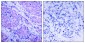 Phospho-PDPK1 (Ser241) Rabbit pAb ABZ4583