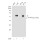 Phospho-PDPK1 (Ser241) Rabbit pAb ABZ4583