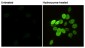 Phospho-Histone H2A.X (Ser139) (2A9) Mouse mAb ABZ4584