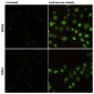 Phospho-Histone H2A.X (Ser139) (2A9) Mouse mAb ABZ4584