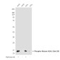 Phospho-Histone H2A.X (Ser139) (2A9) Mouse mAb ABZ4584
