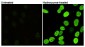 Phospho-Histone H2A.X (Ser139) (7G9) Mouse mAb ABZ4585