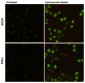 Phospho-Histone H2A.X (Ser139) (7G9) Mouse mAb ABZ4585