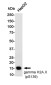 Phospho-Histone H2A.X (Ser139) Rabbit mAb ABZ4586