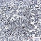 Phospho-Rb (Thr356) Rabbit mAb ABZ4587