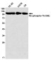 Phospho-Rb (Thr356) Rabbit mAb ABZ4587