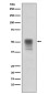 Phospho-alpha Tubulin (Tyr272) Rabbit mAb ABZ4591