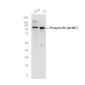 Phospho-Rb (Ser807)  Rabbit mAb ABZ4593