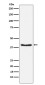 Phospho-Pyruvate Dehydrogenase E1 (Ser293) Rabbit mAb ABZ4596