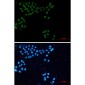 Lamin A/C Rabbit mAb ABZ4597