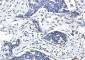 Lamin A/C Rabbit mAb ABZ4597