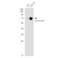 Lamin A/C Rabbit mAb ABZ4597