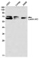 Lamin A/C Rabbit mAb ABZ4597