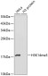 TriMethyl-Histone H3 (Lys14) Rabbit pAb ABZ4600