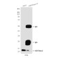 TriMethyl-Histone H3 (Lys79) (6A6) Mouse mAb ABZ4602