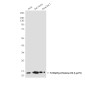 TriMethyl-Histone H3 (Lys79) (6A6) Mouse mAb ABZ4602