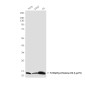 TriMethyl-Histone H3 (Lys79) (6A6) Mouse mAb ABZ4602