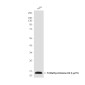 TriMethyl-Histone H3 (Lys79) (8G4) Mouse mAb ABZ4604