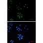 TriMethyl-Histone H3 (Lys27) Rabbit mAb ABZ4607