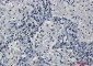 TriMethyl-Histone H3 (Lys27) Rabbit mAb ABZ4607