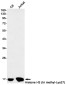 TriMethyl-Histone H3 (Lys27) Rabbit mAb ABZ4607