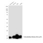 MonoMethyl-Histone H3 (Lys79) (4A1) Mouse mAb ABZ4608