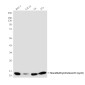 MonoMethyl-Histone H3 (Lys9) (10F5) Mouse mAb ABZ4611