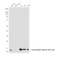 MonoMethyl-Histone H3 (Lys9) (10F5) Mouse mAb ABZ4611