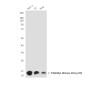 TriMethyl-Histone H3 (Lys79) (9G4) Mouse mAb ABZ4613