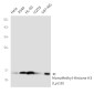 MonoMethyl-Histone H3 (Lys18) Rabbit mAb ABZ4616