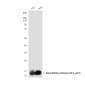 MonoMethyl-Histone H3 (Lys79) (9E3) Mouse mAb ABZ4617