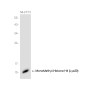 MonoMethyl-Histone H4 (Lys20) Rabbit mAb ABZ4623