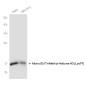 Mono/Di/TriMethyl-Histone H3 (Lys79) Rabbit mAb ABZ4626