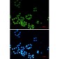 [KO]MAD2L2 Rabbit mAb ABZ4631