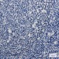 [KD]MBD2 Rabbit mAb ABZ4636