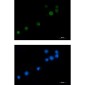 [KD]MCAK Rabbit mAb ABZ4637