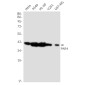 [KO]PAR4 Rabbit mAb ABZ4638