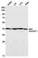 [KD]DAZAP1 Rabbit mAb ABZ4639