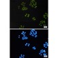 [KO]TAF15 Rabbit mAb ABZ4641