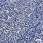[KO]TAF15 Rabbit mAb ABZ4641