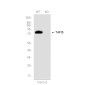 [KO]TAF15 Rabbit mAb ABZ4641