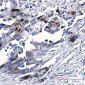 [KO]Phospho-NDRG1 (Ser330) Rabbit mAb ABZ4642