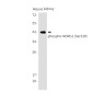 [KO]Phospho-NDRG1 (Ser330) Rabbit mAb ABZ4642