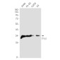 [KD]Olig1 Rabbit mAb ABZ4644